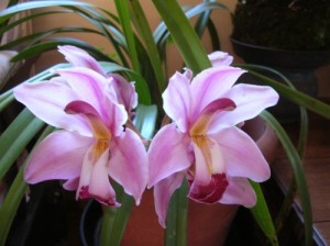2-orquidea-rosa