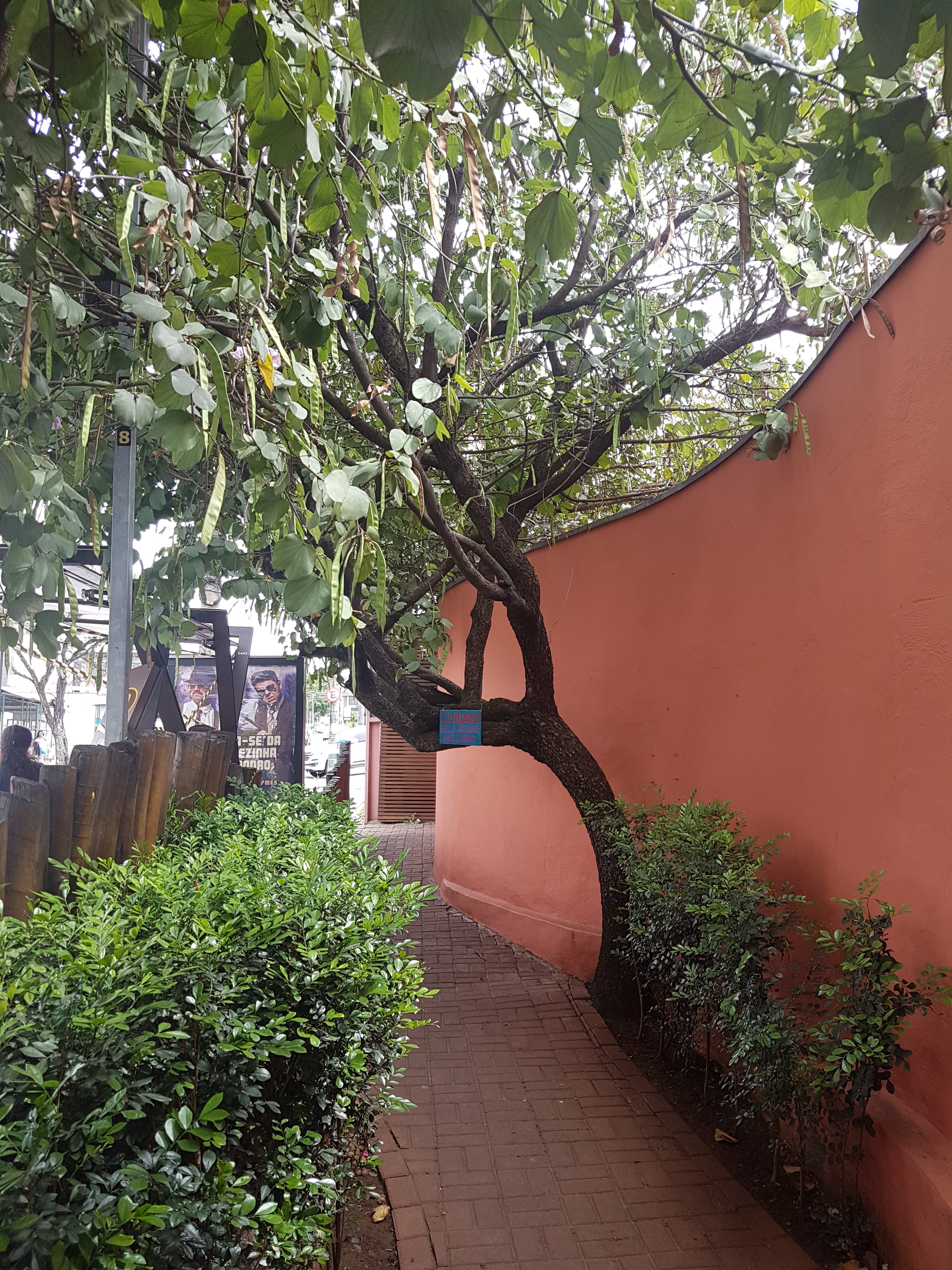Foi uma BAHUINIA que cruzou o meu caminho e me mostrou que Saturno dói mas é cheio de flores