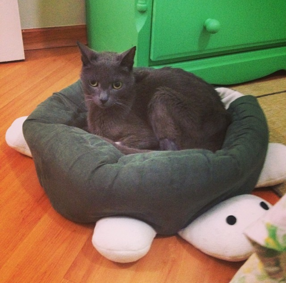 Grey, nosso gato-guerreiro