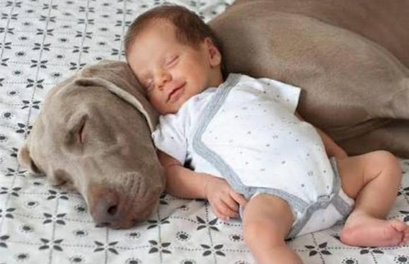 Cães e bebês, uma relação especial