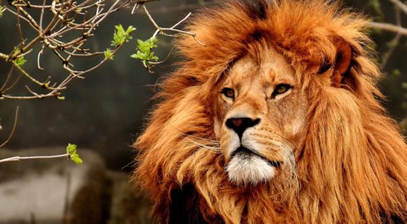 O signo de Leão e os leoninos*