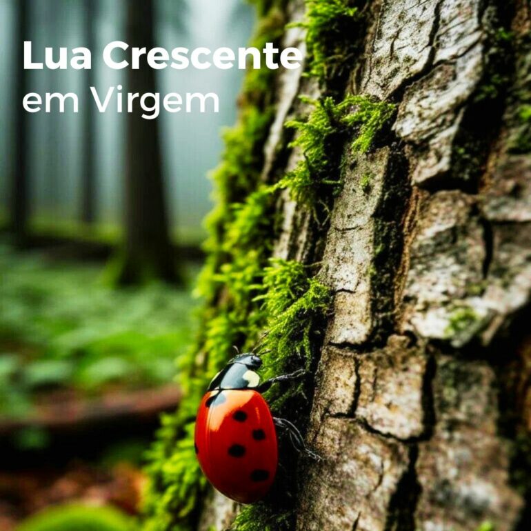 LUA CRESCENTE EM VIRGEM